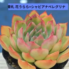 2026年最新】おらいさん苗 青札の人気アイテム - メルカリ
