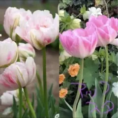 ふわピカ☆オーロラ様 リクエスト 3点 まとめ商品