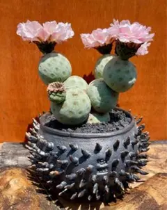 2025年最新】テフロカクタス ゲオメトリクスの人気アイテム - メルカリ