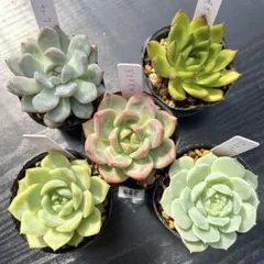 yukky様 リクエスト 2点 まとめ商品