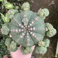 ユーフォルビア シンメトリカ ① 大株 6.5cm鉢 実生 オベサ亜種 ユーフォルビア シンメトリカ 6.5cm鉢 実生 オベサ亜種