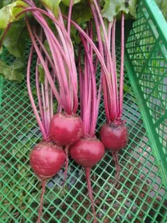 茎付き】栃木県産 無農薬ビーツ 4kg｜農薬・化学肥料不使用 - メルカリ