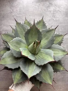 A330 特選 アガベ　パリー　ホーチエンシス 吉祥天錦 超極大株 A330 特選 アガベ パリー ホーチエンシス 吉祥天錦 超極大株