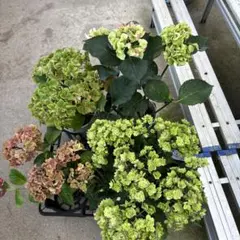 特選】 アジサイ マジカルシリーズアソート 5寸5種5鉢 紫陽花 - メルカリ