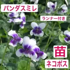 ぱんだすみれ様 リクエスト 2点 まとめ商品 2026年最新】パンダスミレの人気アイテム - メルカリ