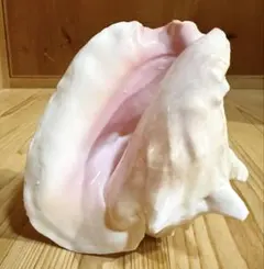 2025年最新】ピンク法螺貝の人気アイテム - メルカリ