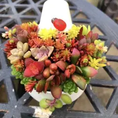 2025年最新】多肉植物 寄せ植え そのまま飾れるの人気アイテム - メルカリ