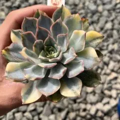 エケベリア フィオナ錦 斑入り 抜き苗発送