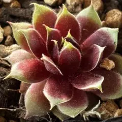 幻*斎様 多肉植物 ハオルチア 五重の塔 レッド - メルカリ