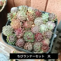 センペルビウム　ちびランナーセット　大