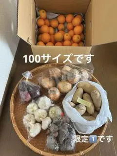 家庭用バレンシアオレンジ（箱込み5.7キロ）とお野菜の詰め合わせ100サイズですのサムネイル