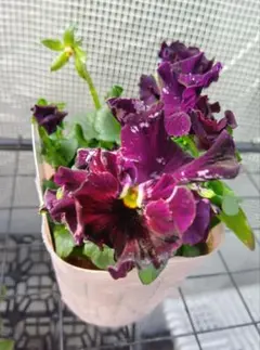 2026年最新】苗の人気アイテム - メルカリ