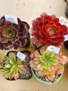46 多肉植物 アエオニウム 抜き苗 4種セット