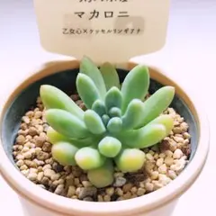 札付き❣️ ざらめ　スプリングワンダー×ケッセルリンギアナ　抜き苗　つぶつぶ屋さん ❣️札つき 多肉植物 セダム つぶつぶ屋 ☆ざらめ☆ 抜き苗 - メルカリ