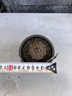 黒王丸　ゴウジン鉢のサムネイル