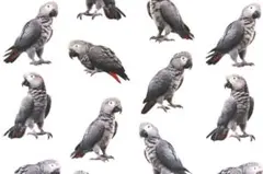 【ゆきちゃん限定】X1882-2 ヨウム 鳥 白 コットン生地 1m