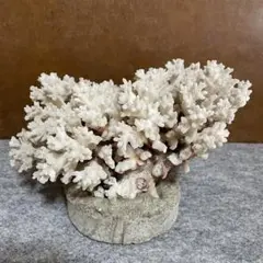 天然珊瑚　置物