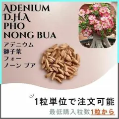 【種子】アデニウム 獅子葉 PhoNongBua/セット割有 数量1粒から購入可のサムネイル
