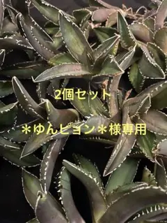 ＊ゆんピョン＊様専用