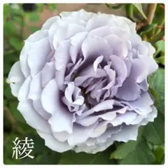 【同梱で２鉢目〜¥1000お値引き】 2026春の新苗♡綾♡入手困難／芽接ぎ苗のサムネイル