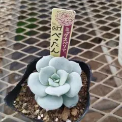 しおり様 リクエスト 4点 まとめ商品