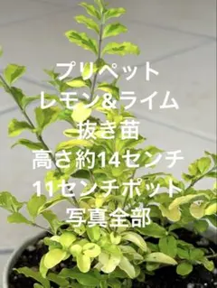 blue＊bird様 リクエスト 4点 まとめ商品