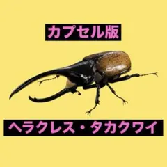 いきもの大図鑑アドバンス　カブトムシ０４　ヘラクレス・タカクワイ単品　カプセル版