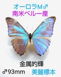 2025年最新】オーロラモルフォ 標本の人気アイテム - メルカリ