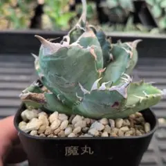 2026年最新】アガベ チタノタ 魔丸の人気アイテム - メルカリ