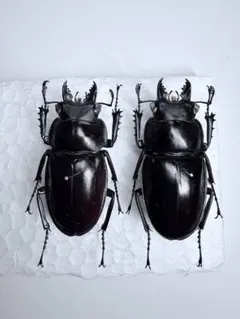 2026年最新】ヤエヤママルバネクワガタの人気アイテム - メルカリ