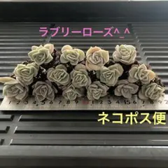 2026年最新】多肉ラブリーローズの人気アイテム - メルカリ