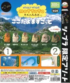 AMUSE ここだよますこっと マーモット シープラ限定 3種セット