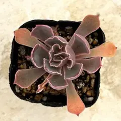 ネオンブレーカーズ　抜き苗　多肉植物　エケベリア