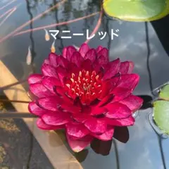 2026年最新】亜属間交配種の人気アイテム - メルカリ