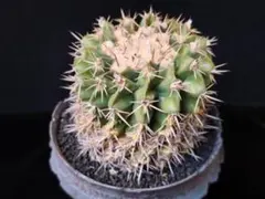 ノトカクタス 細粒玉 古株 5号菊鉢 獅子王丸 サボテン 木質化 - メルカリ