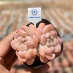 センペルビウム うさこ311様専用 - メルカリ