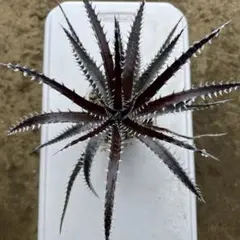 Dyckia DragonBone - メルカリ