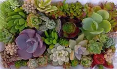 多肉植物 カット苗 Lパック詰め合わせ✩.*{エケベリア•セダム}