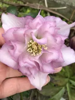 花の種☆クリスマスローズ☆ピンクダブル☆5粒☆自家交配