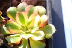 ジ*ム様 多肉植物　アエオニウム・香妃