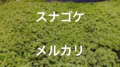 スナゴケ 砂苔 苔庭作り 日照と乾燥に強い苔　雑草抑制グランドカバーのサムネイル