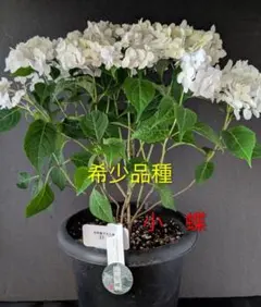 2026年最新】吉岡麗子紫陽花の人気アイテム - メルカリ