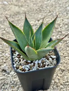 2026年最新】アガベ ブルーグローの人気アイテム - メルカリ