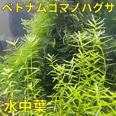 【送料無料】ベトナムゴマノハグサ（水中葉）10株セット／ライムグリーン前中景向け