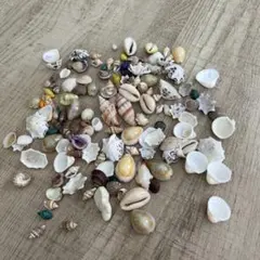 ✴︎貝殻詰合せ✴︎