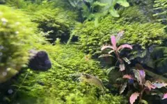 papamax様 リクエスト 2点 まとめ商品