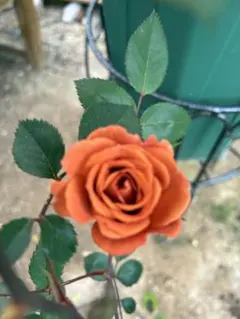 ミニバラ苗　挿し木苗