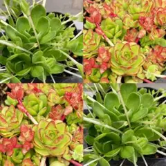 オロスタキス4種アソートセット多肉植物子持ち蓮華ピーチパーフェクト