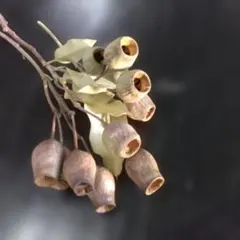 2026年最新】ベルガムナッツの人気アイテム - メルカリ