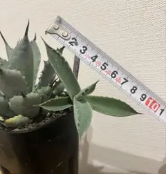 2025年最新】八荒雷神の人気アイテム - メルカリ